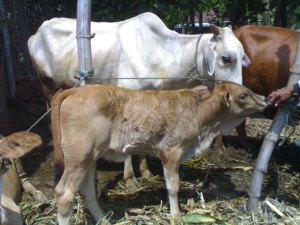 Beternak sapi, pendapatan meningkat